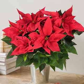 stella di natale medium