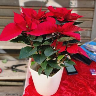 Stella di natale con ceramica Standard