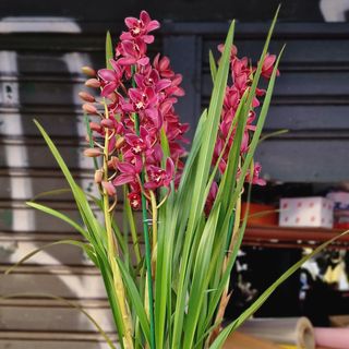 Cymbidium con ceramica