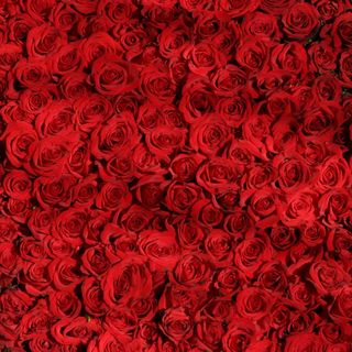 365 red roses