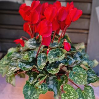 Ciclamino rosso grande