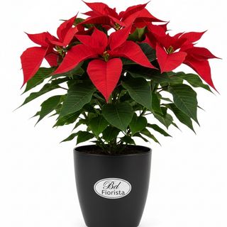 Stella di natale normal