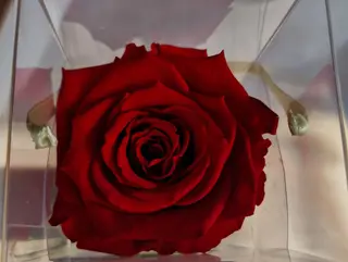 Rosa stablizzata grande