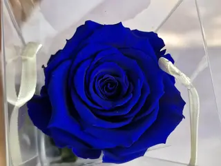 Rosa stablizzata blu