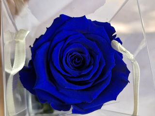 Rosa stablizzata blu