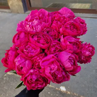 Peonie Monocolor