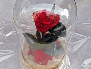 Rosa eterna in cupola di vetro