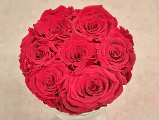 Rose eterne 7