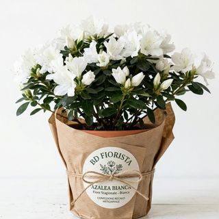 Azalea bianca medium