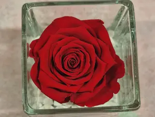 Rosa eterna singola in vetro