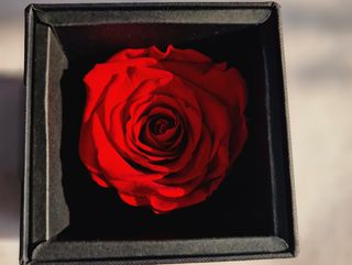 Rosa stablizzata premium