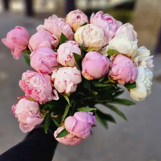 Mix di Peonie Premium