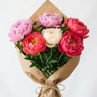 Peonia mix normal
