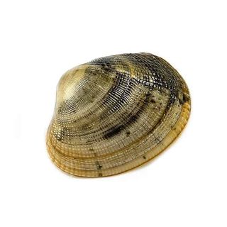 Vongole allevate 1 kg