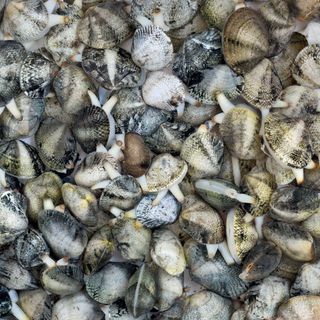 Vongole pescate Sardegna 1 kg