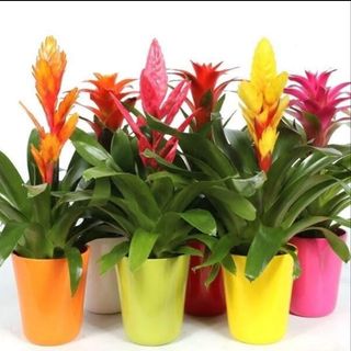 Vrisee/guzmanie in vaso ceramica