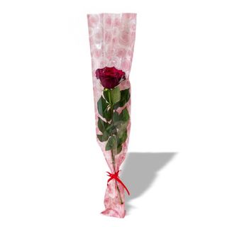 Rosa Rossa Singola
