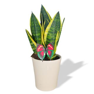Sansevieria