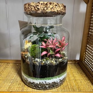 Terrarium Napoli