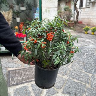 Piracanta vaso 20