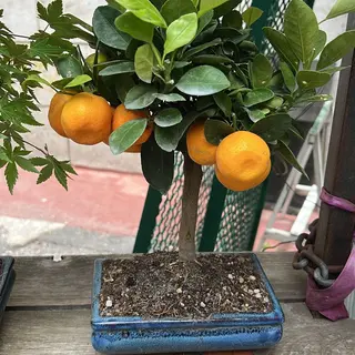 Bonsai Calamondino