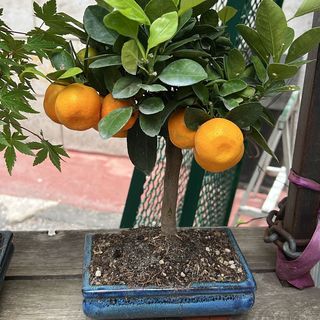 Bonsai Calamondino