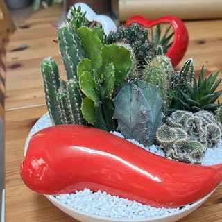 Corno in ceramica con piante grasse