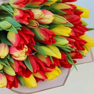 Tulipani