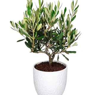 Bonsai Ulivo