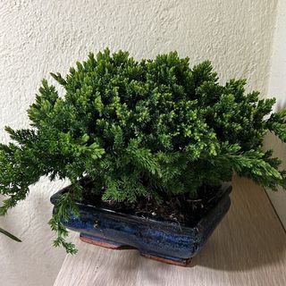 Ginepro a bosco