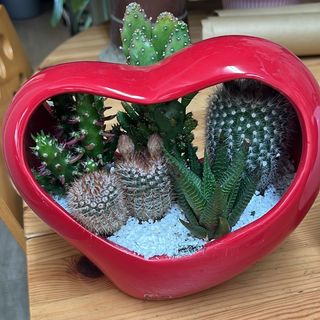 Cuore grande ceramica con piante grasse