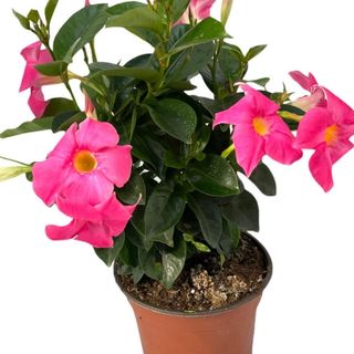 Dipladenia vaso 14 cm