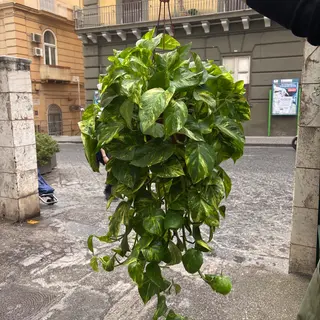Pothos basket