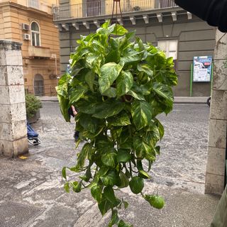 Pothos basket