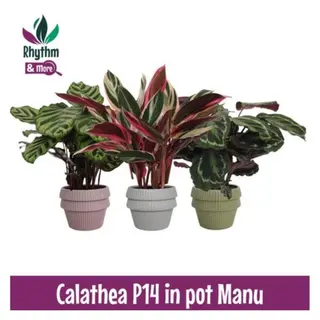Calathea in vaso ceramica