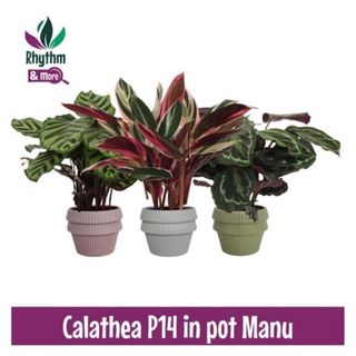 Calathea in vaso ceramica