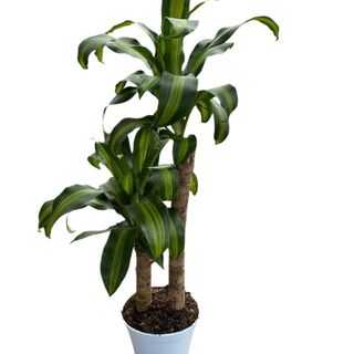 Messangeana vaso 21 cm 