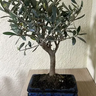 Ulivo