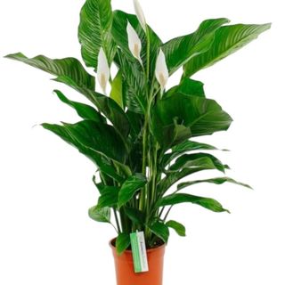 Spathiphyllum 2/3 fiori 