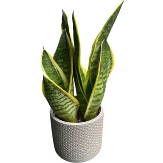 Sansevieria v10