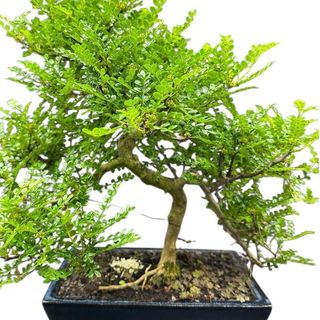 Bonsai Falso Pepe