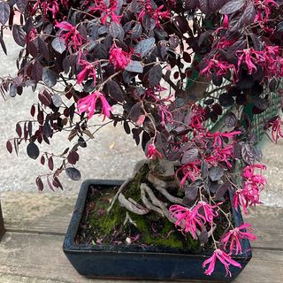 Bonsai loropetalo