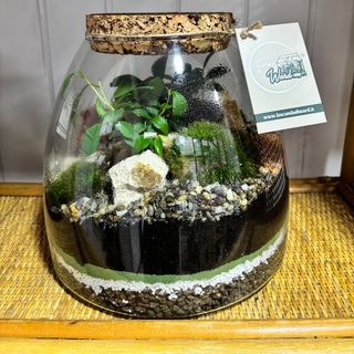 Terrarium Parigi