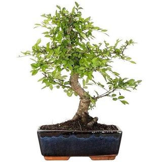 Bonsai Zelkova o altre varietà 