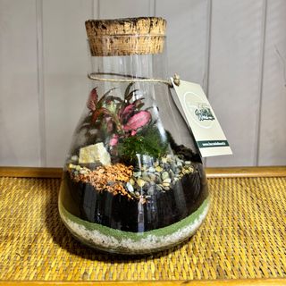 Terrarium forza