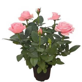 Rosa cespuglio extra vaso 20 alt 1m 