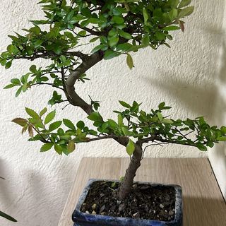 Zelkova a S