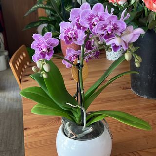Mini Phanelopsis in ceramica.