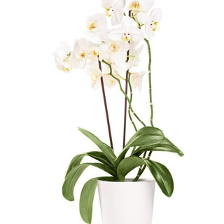 Orchidea Phalaenopsis 3/4 rami con vasetto in ceramica 