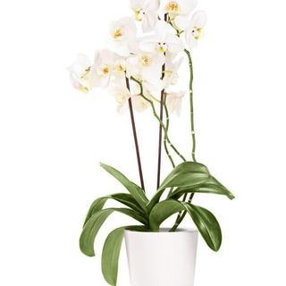 Orchidea Phalaenopsis 3/4 rami con vasetto in ceramica 